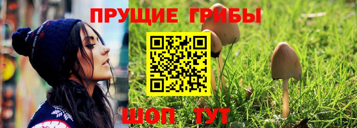 Псилоцибиновые грибы Psilocybine cubensis  Луховицы 